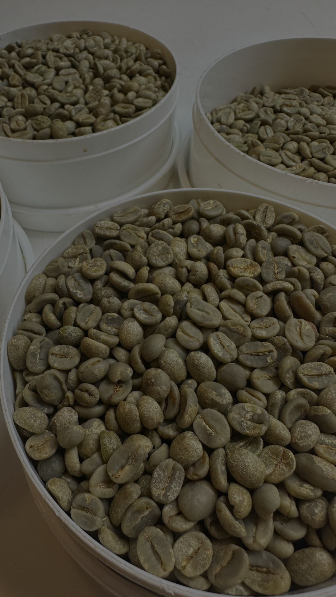 Café arábica e robusta: diferenças, produção e qualidade no agronegócio brasileiro